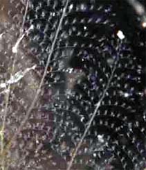 Photo:web